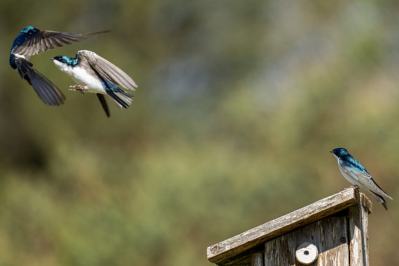 Tree Swallow defending his mate and home