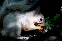 White Squirrel