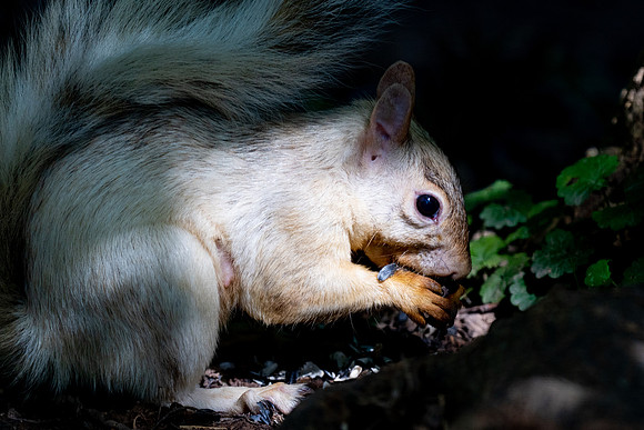 White Squirrel