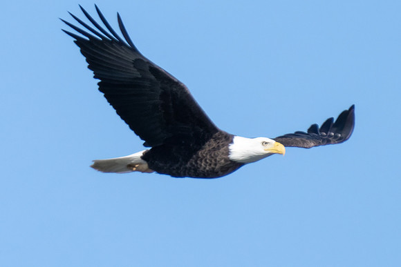 Bald Eagle