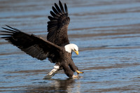 Bald Eagle Fishing