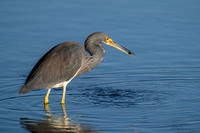 Tri-colored Heron