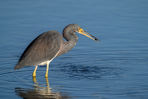 Tri-colored Heron