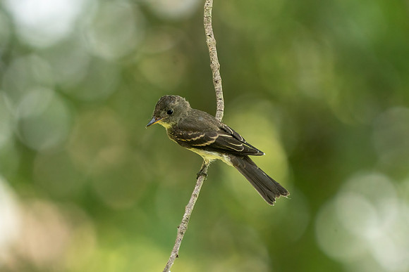 Eastern Peewee