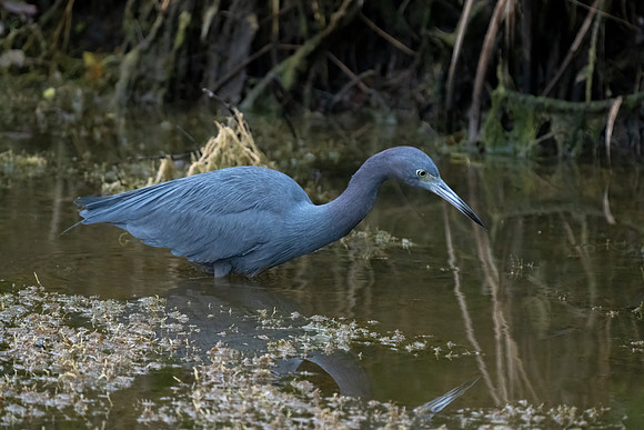 Little Blue Heron