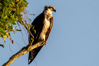 Osprey
