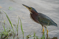 Green Heron