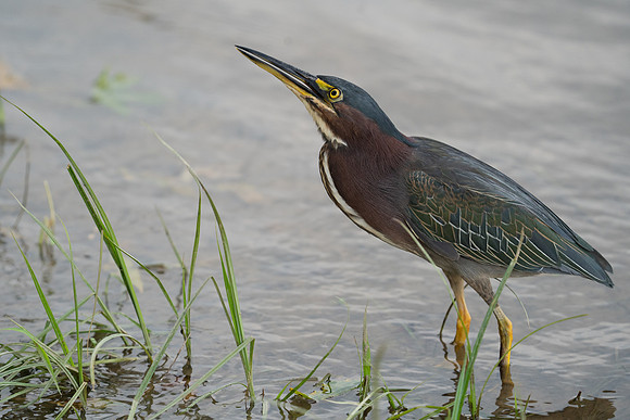 Green Heron