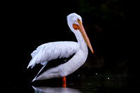 American White Pelican