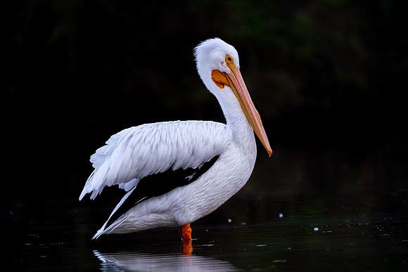 American White Pelican