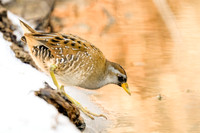 Sora Rail