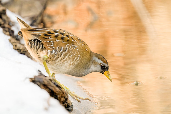 Sora Rail