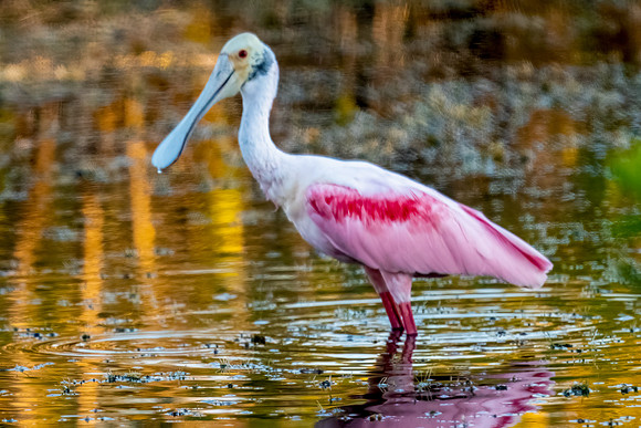 Roseate Spoonbill