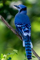 Bluejay