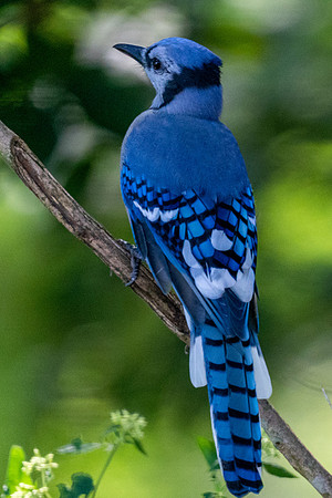 Bluejay