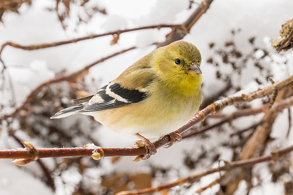 American Goldfinch