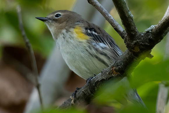 Yellow-rumped Warbler