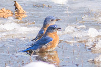 Bluebird ice-bathing
