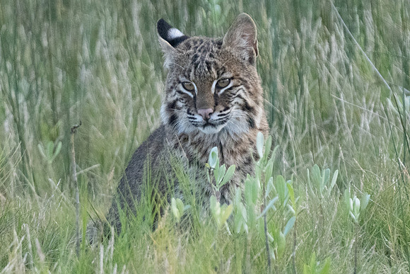 Bobcat