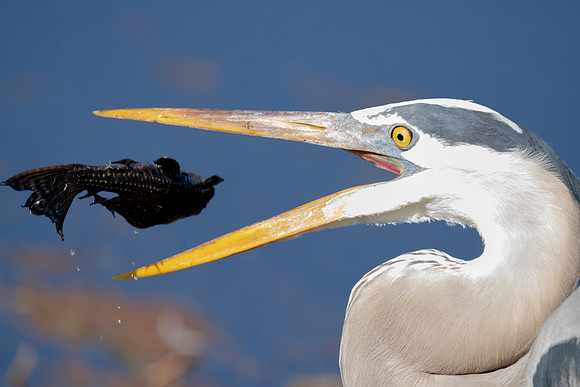 Great Blue Heron