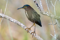 Green Heron