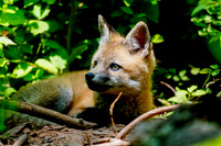 Baby Red Fox