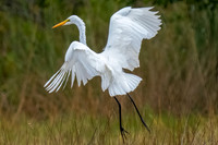 Great Egret