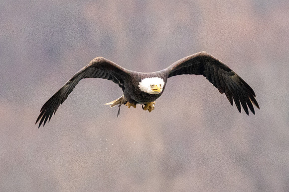 Bald Eagle