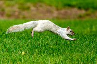 White Squirrel