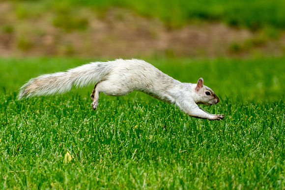 White Squirrel