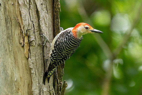 Red-bellied Woodpecker
