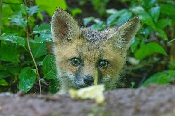 red fox kits