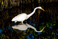 Great Egret