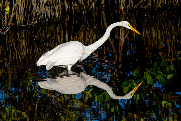 Great Egret