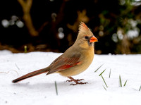 Female Cardinal