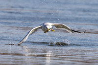 Ring-billed Seagull