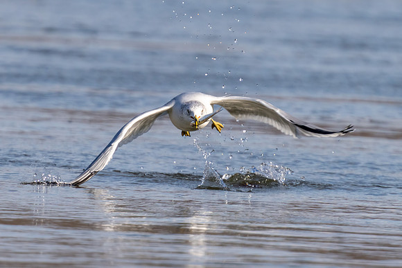 Ring-billed Seagull