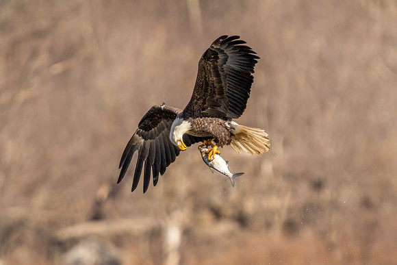Bald Eagle