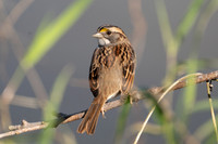 White-throated Sparrow