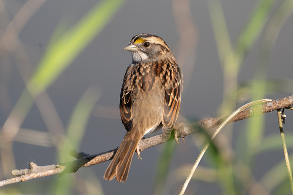 White-throated Sparrow