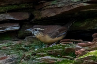 Carolina Wren