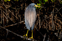 Tri-colored Heron