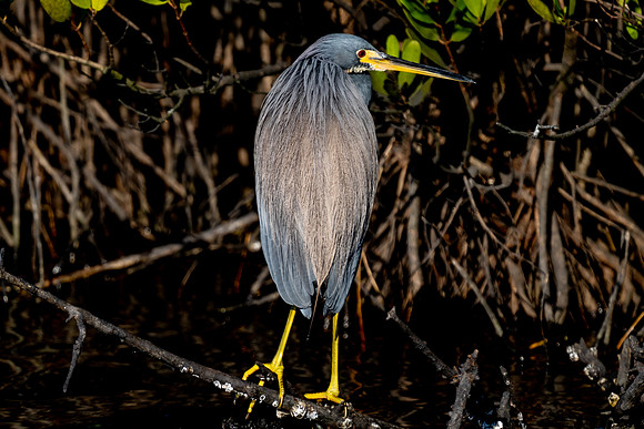 Tri-colored Heron
