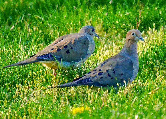 Mourning Dove