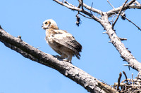Great-horned owlet's first fly