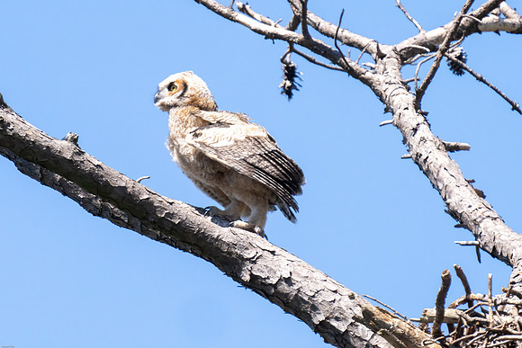 Great-horned owlet's first fly