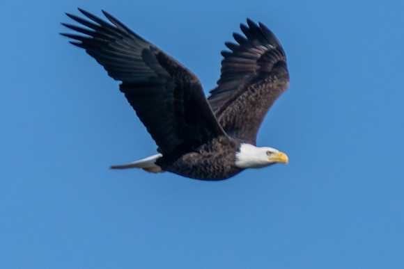 Bald Eagle