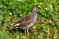 Rails, Gallinules, and Coots