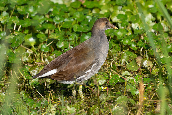 Immature Common Gullinule