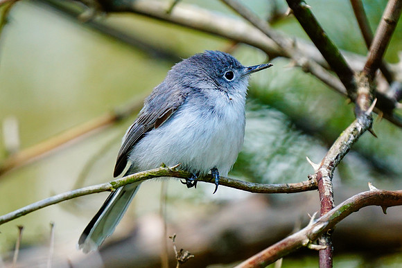 Blue-gray Gnatcatcher